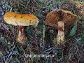 Cortinarius elegantior-amf636